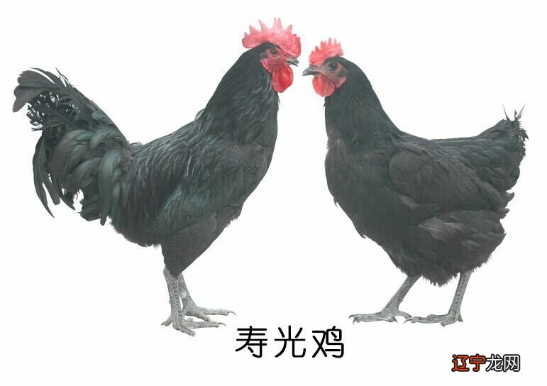 有特别寓意的鸡年女孩名字应该怎么取吗？好听有寓意