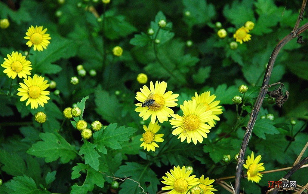 能让摩羯心动的星座,也值得我们去深交