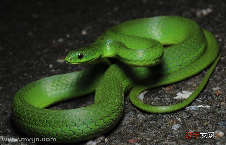 梦见被蛇追着跑