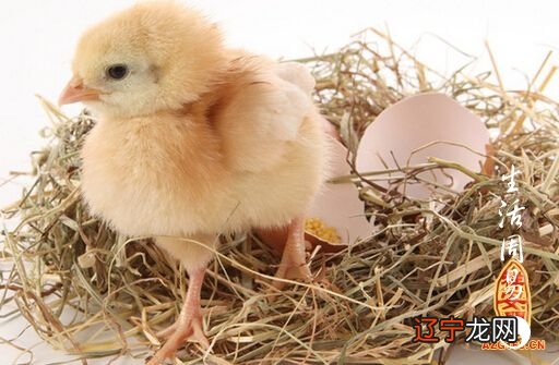 梦里风水堂:鸡在梦里预示财源和运气