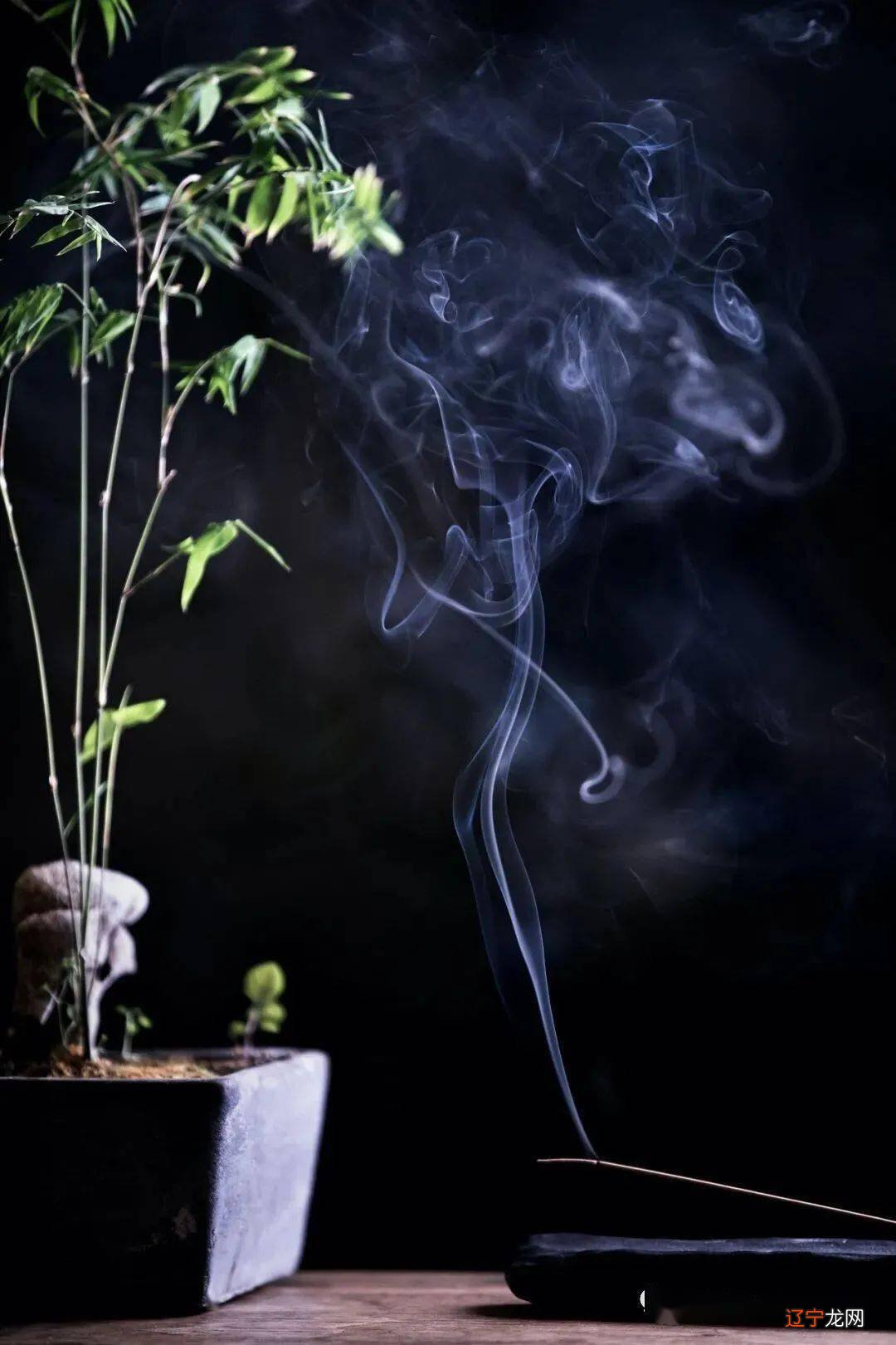 竹之道:中虚圆通在道教哲学视界,“竹”作为“道”的物化象征和符号载体而存在