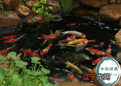 慈世堂:三是养鱼必须注意的五大原则!!