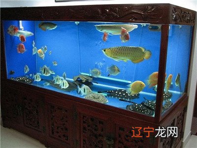 慈世堂:三是养鱼必须注意的五大原则!!