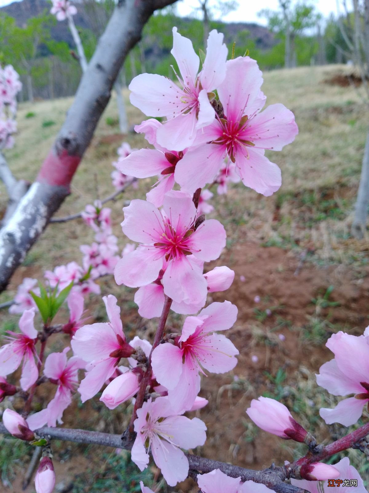 包学伟大的教你认识桃花,科学脱单