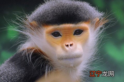 属猴人2022 属猴2022年运势及运程的每月运势解析