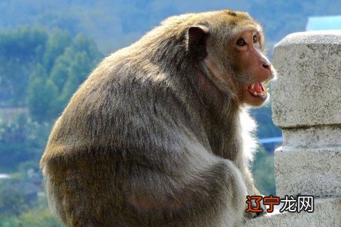 属猴人2022 属猴2022年运势及运程的每月运势解析