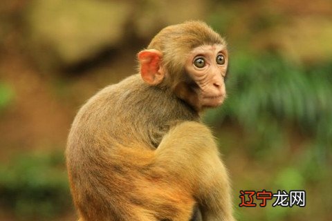 属猴人2022 属猴2022年运势及运程的每月运势解析