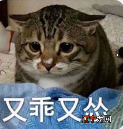 孕期被猫抓了是什么意思?孕妇被家猫出血