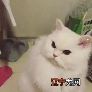 孕期被猫抓了是什么意思?孕妇被家猫出血