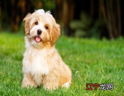 图 1970年狗2019年运势的人