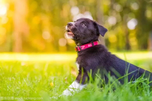 图 1970年狗2019年运势的人