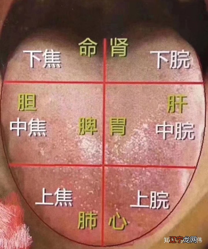 相术风水堂:舌头是什么意思?面相算命图解