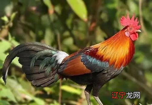 组图 属牛男今年的运势和婚姻本命年:生肖