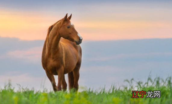 今年29岁属什么生肖2019年岁数29的对应生肖