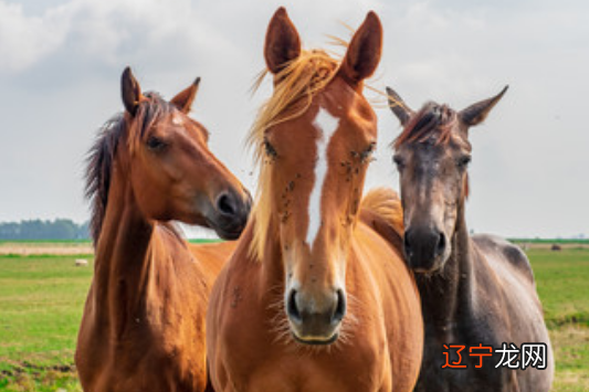 今年29岁属什么生肖2019年岁数29的对应生肖