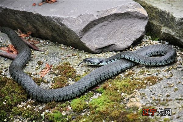 之梦见女孩子_梦见女人生四个孩子_梦见孩子逃学寻找孩子