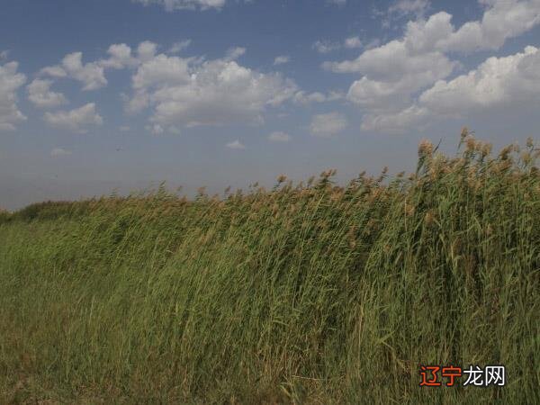 2017年属鸡宝宝取名不能用五行属“火”的字