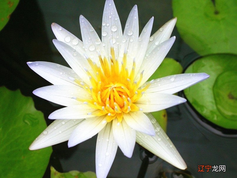 12星座的爱情观,你中枪了吗?!