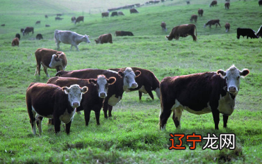 1973年属什么或吗,大部分人也想知道自己的生肖