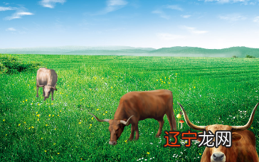 1973年属什么或吗,大部分人也想知道自己的生肖