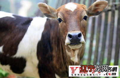 1973年属什么或吗，大部分人也想知道自己的生肖