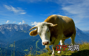 1973年属什么或吗，大部分人也想知道自己的生肖