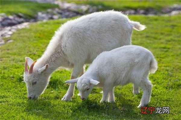 三月出生的属羊人，财源利达，万事吉祥，享自然之幸福