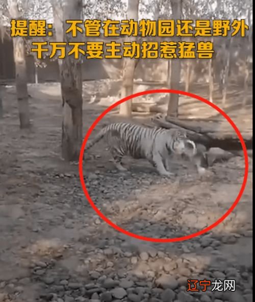 高价风水堂：梦见三只大鹅最后一只跑来咬我