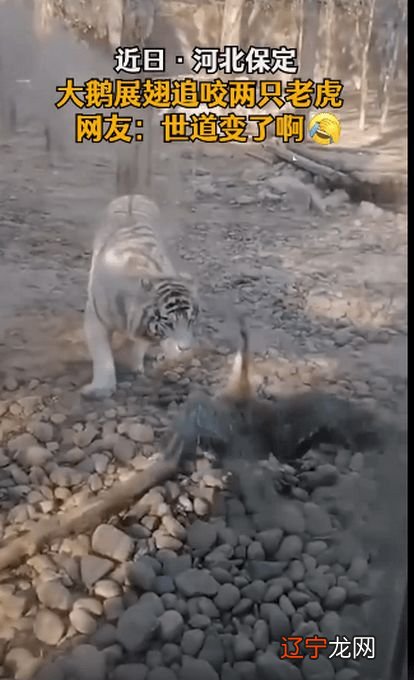 高价风水堂：梦见三只大鹅最后一只跑来咬我