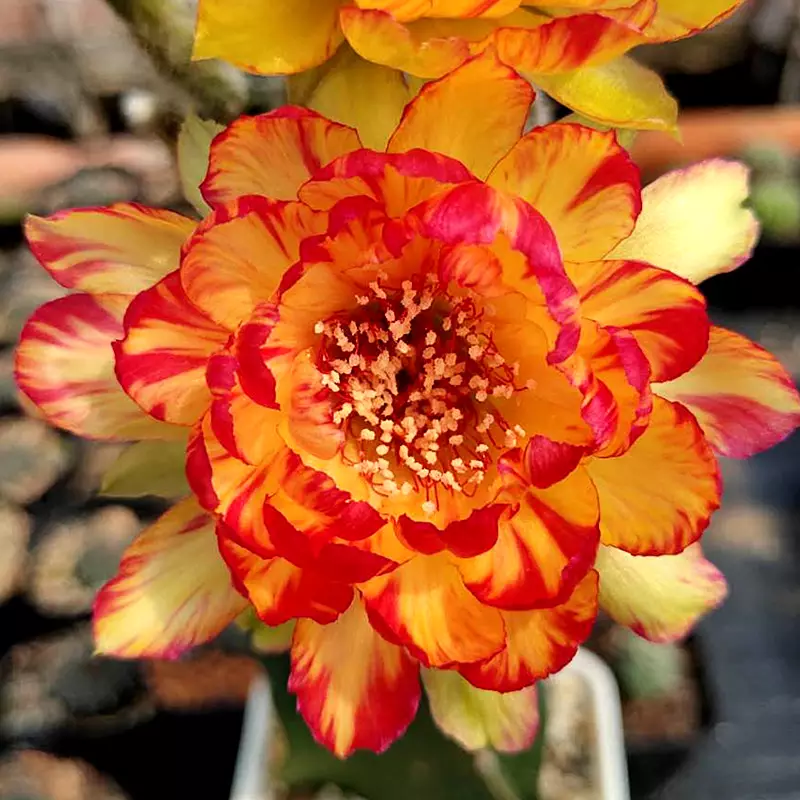 12生肖属相各是什么花?十二星座代表的花各是什么