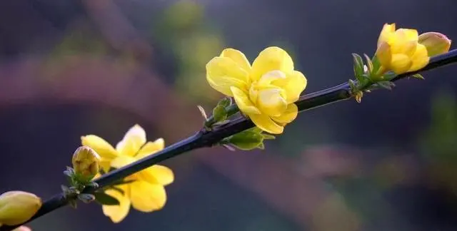 十二星座和哪个星座在一起,感情会更长久?