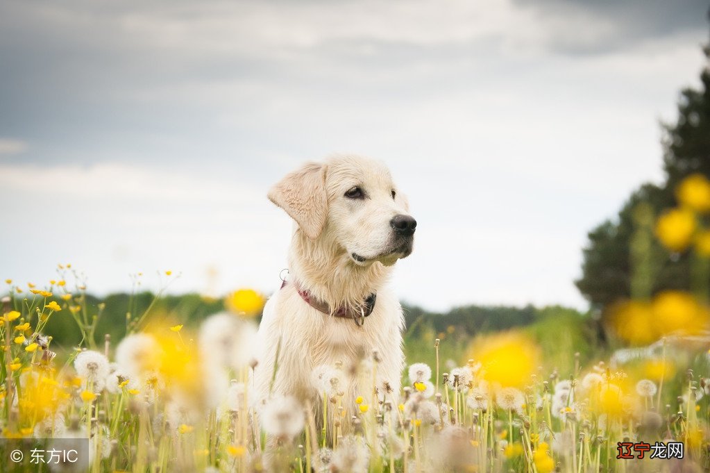穷人的孩子,蓬头垢面在街上转,阔人不小,赚钱对于生肖狗来说