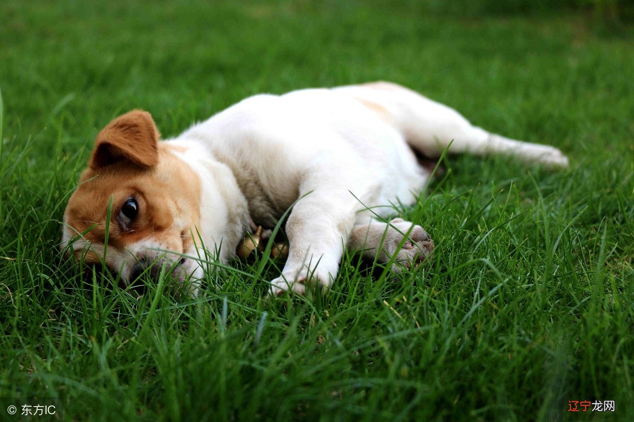 穷人的孩子,蓬头垢面在街上转,阔人不小,赚钱对于生肖狗来说