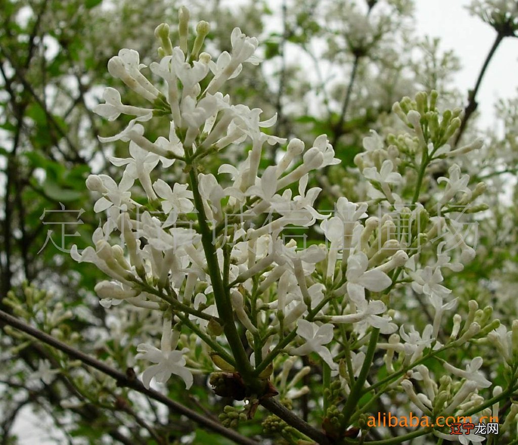 组图 正月十一行头桥：300年前的潮汕有趣习俗