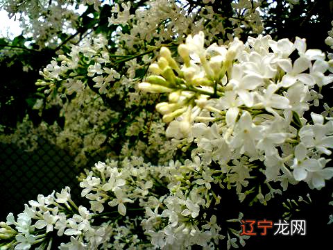 组图 正月十一行头桥：300年前的潮汕有趣习俗