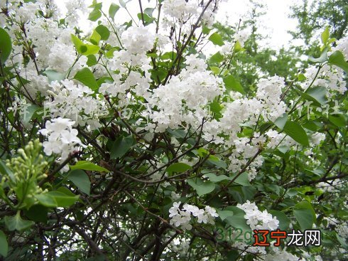 组图 正月十一行头桥：300年前的潮汕有趣习俗