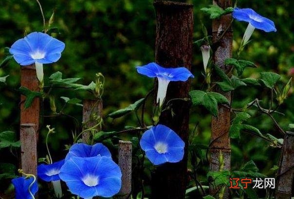 组图 有人人年人的全年运势年属狗运势运程