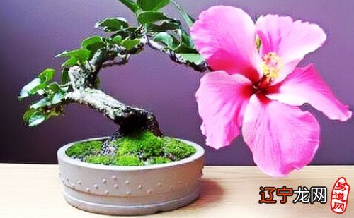 家居中的桃花位的作用,你知道几个?