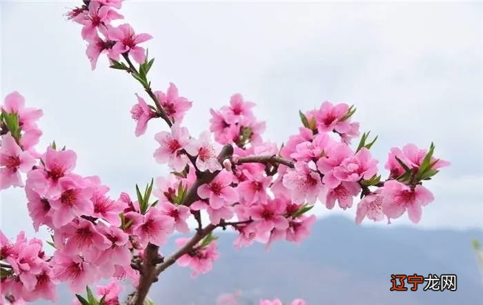 家居中的桃花位的作用,你知道几个?