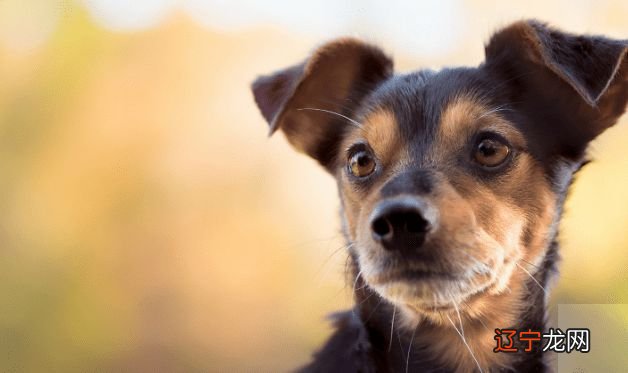 风水堂：二月公历2021年属狗人