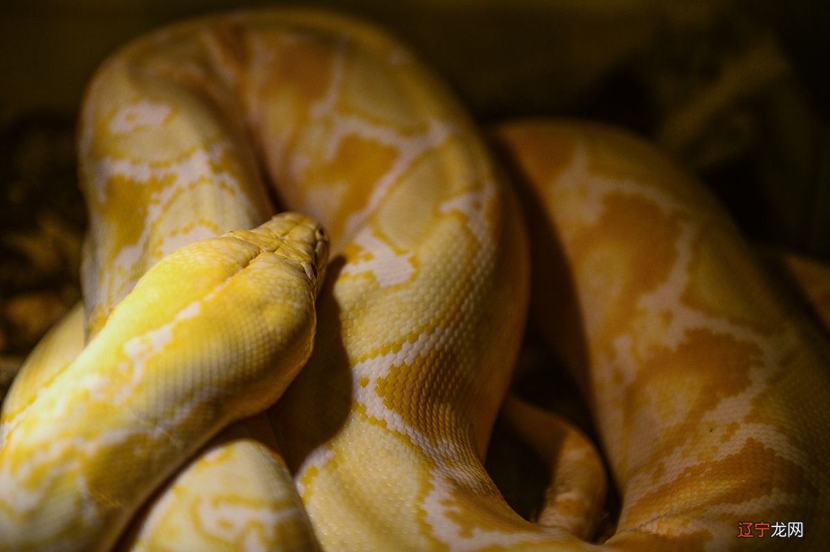 每日占卜一卦抽签 免费摇卦算命每日一卦