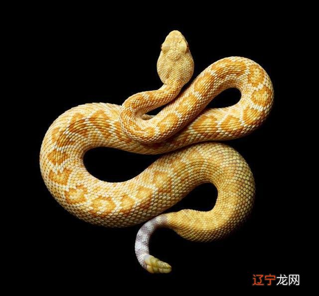 生肖配对男蛇女猴_生肖猴7月属什么星座_女孩属猴配什么生肖最好