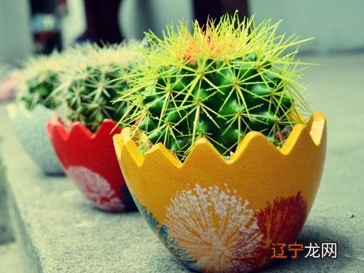 风水植物怎么摆放才算是好的布局呢??