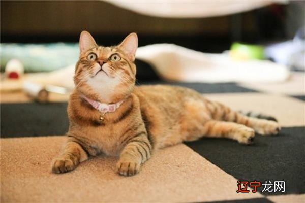 图 梦见我带我的金渐层小奶猫出去玩做梦