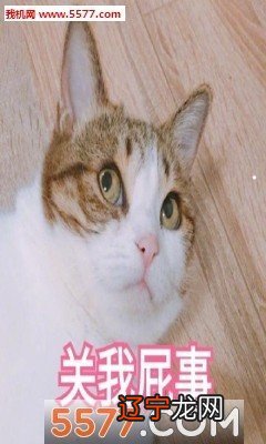 图 梦见我带我的金渐层小奶猫出去玩做梦