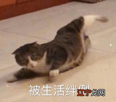 图 梦见我带我的金渐层小奶猫出去玩做梦