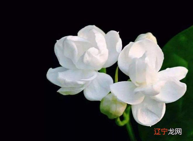 3 谢咏风水堂:四柱八字用神详解篇