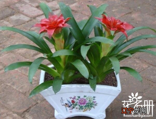 慈世堂：风水中最招财的植物有哪些？