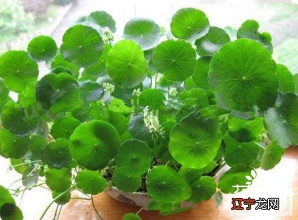 慈世堂：风水中最招财的植物有哪些？