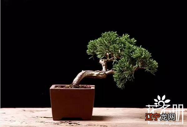 慈世堂：风水中最招财的植物有哪些？